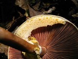 Agaricus pocillator image