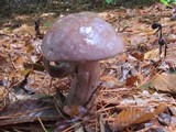 Tylopilus violatinctus image