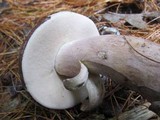 Tylopilus violatinctus image