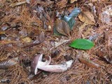 Tylopilus violatinctus image