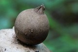 Geastrum fimbriatum image