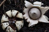 Geastrum fimbriatum image