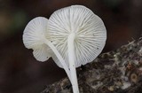 Hemimycena cucullata image