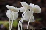 Hemimycena cucullata image
