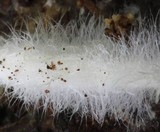 Hemimycena cucullata image