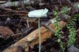 Leucocoprinus fragilissimus image