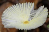 Leucocoprinus fragilissimus image