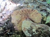 Lactarius corrugis image