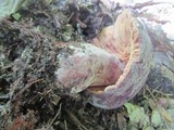 Lactarius corrugis image