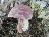 Lactarius corrugis image