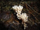 Lentaria micheneri image