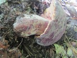 Lactarius corrugis image