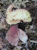 Lactarius corrugis image
