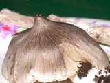 Tricholoma virgatum image