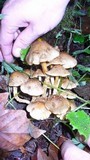 Pholiota terrestris image