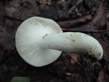 Russula aeruginea image