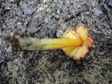 Hygrocybe cuspidata image