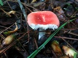 Russula sanguinaria image