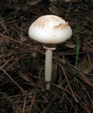 Amanita roseitincta image