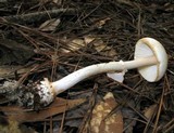 Amanita roseitincta image