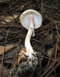 Amanita roseitincta image