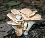Clitocybe gibba image