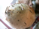 Stropharia aeruginosa image