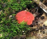 Sarcoscypha occidentalis image