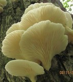 Pleurotus pulmonarius image