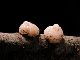 Tremella encephala image