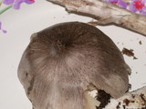 Tricholoma virgatum image