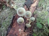 Mycena subcaerulea image