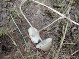 Mycena subcaerulea image