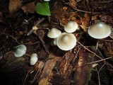 Mycena subcaerulea image