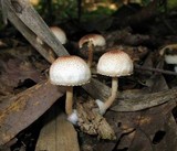 Ripartitella brasiliensis image