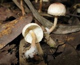 Ripartitella brasiliensis image