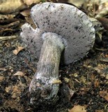 Tylopilus griseocarneus image