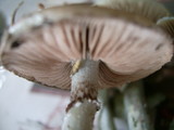 Stropharia aeruginosa image