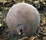 Tylopilus griseocarneus image