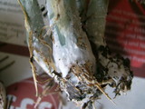 Stropharia aeruginosa image