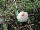 Lepiota cristata image