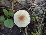 Lepiota cristata image