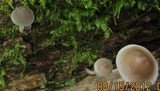 Mycena subcaerulea image