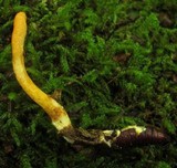 Cordyceps militaris image