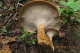Polyporus radicatus image