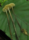 Rhizomarasmius pyrrhocephalus image
