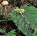 Rhizomarasmius pyrrhocephalus image