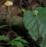 Rhizomarasmius pyrrhocephalus image