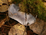 Cortinarius alboviolaceus image