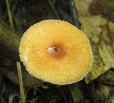 Leucoagaricus rubrotinctus image